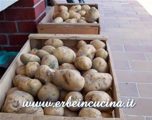 Raccolto patate