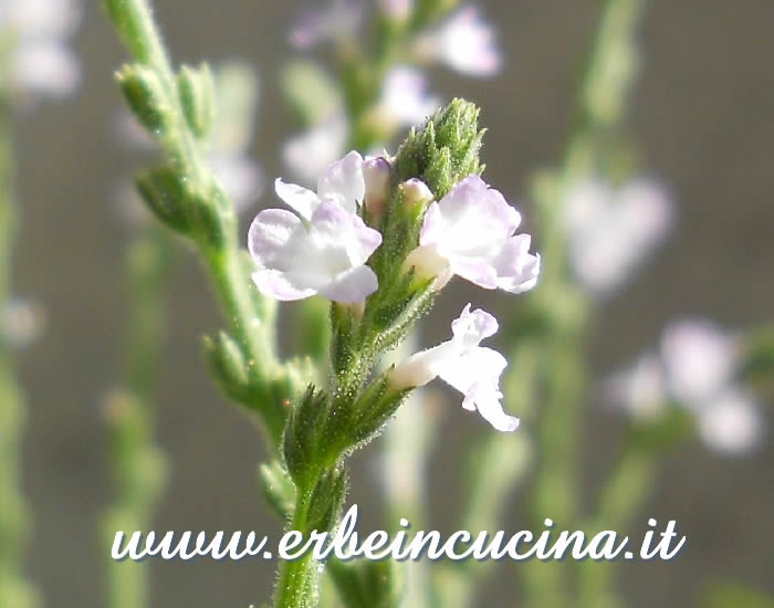 Fiore di verbena