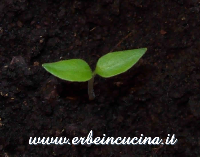Peperoncino Aji Benito appena nato / Newborn Aji Benito chili pepper plant
