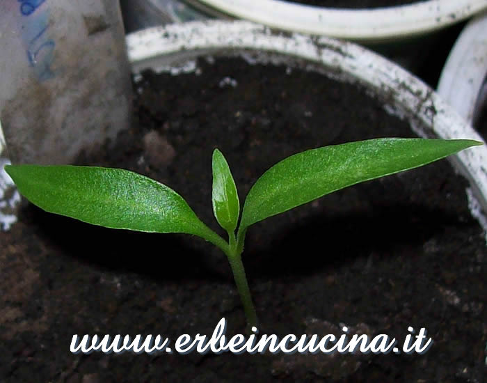 Peperoncino Aji Panca Red, prima foglia vera / Aji Panca Red Chili Pepper, first true leaf
