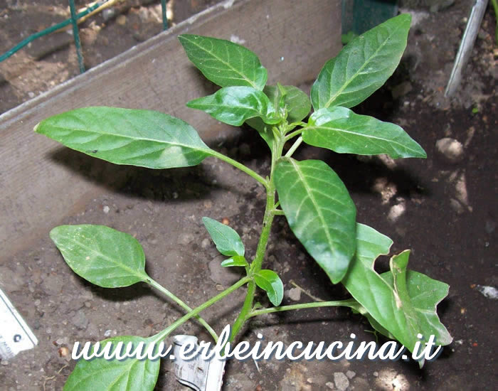 Pianta trapiantata / Transplanted plant