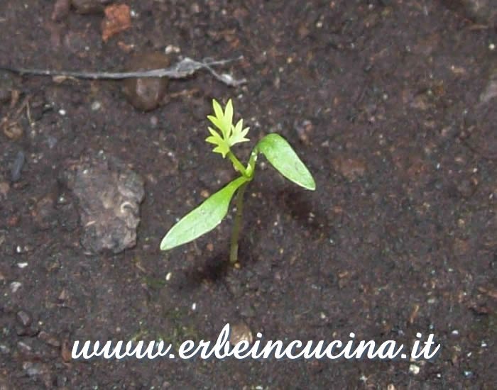 Ajwain, prima foglia vera / Ajwain first true leaf