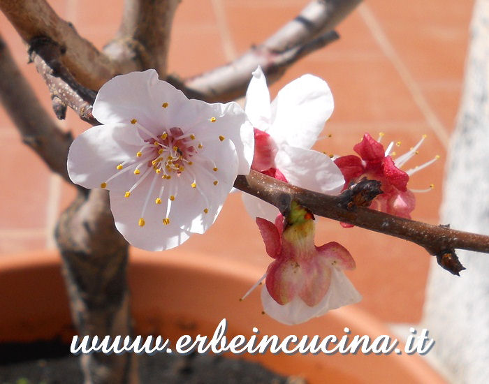 Albicocco fiorito / Apricot flowers
