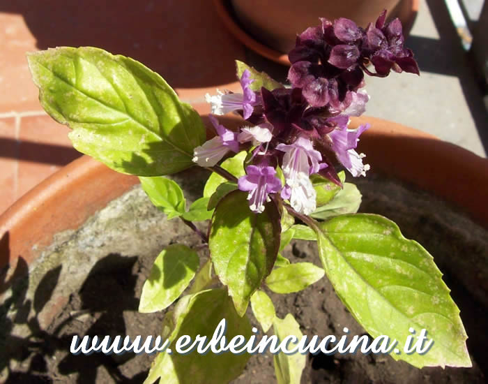 Primi fiori di basilico cannella / Basil Cinnamon first flowers