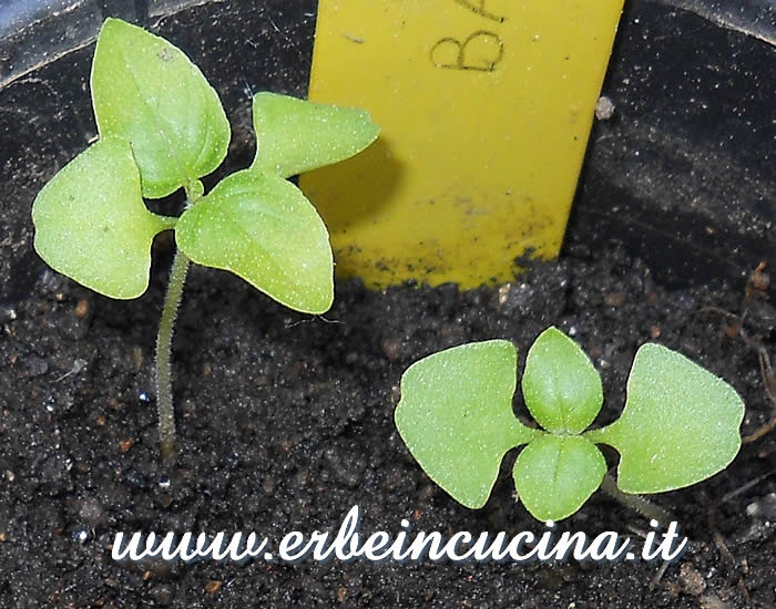 Piantine di basilico limone / Lemon basil young plants