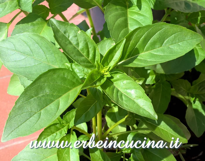 Basilico marsigliese / Marseillais basil