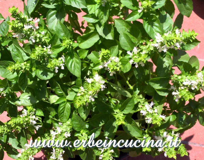 Basilico marsigliese fiorito / Marseillais basil flowers