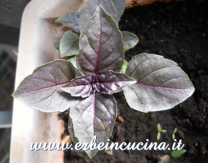 Basilico Red Rubin / Red Rubin Basil