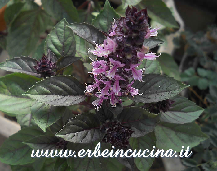 Fiore di basilico Red Rubin / Red Rubin basil flower