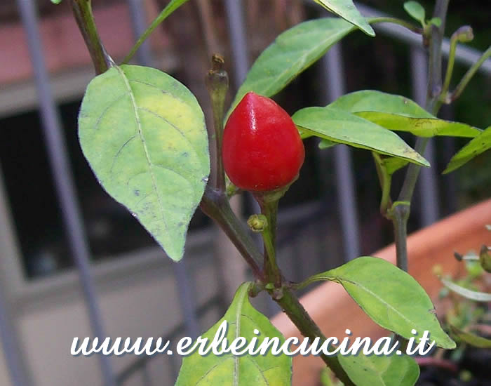 Peperoncino Bolivian Rainbow maturo / Ripe Bolivian Rainbow chili pod