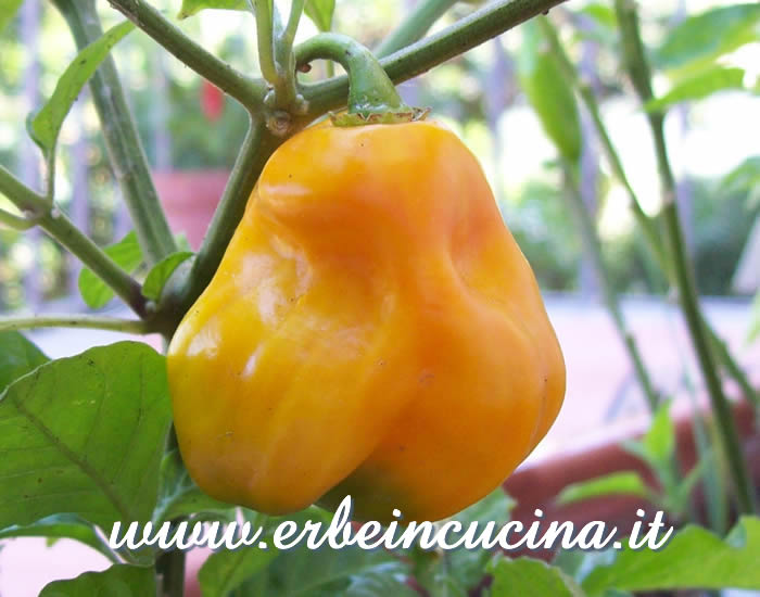 Peperoncino Carmine maturo / Ripe Carmine chili pepper pod