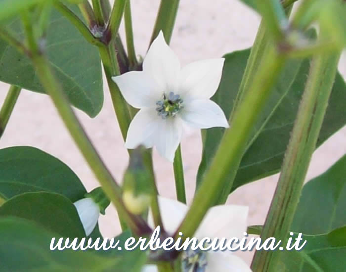 Fiore di Cayenne / Cayenne pepper flower