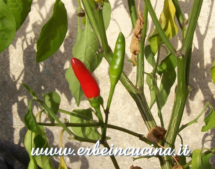 Peperoncini Cayenne a vari stadi di maturazione / Ripe and unripe Cayenne pepper pods