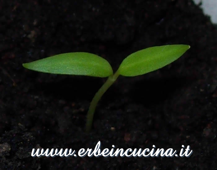 Peperoncino Cayenne Yellow appena nato / Newborn Cayenne Yellow chili pepper plant