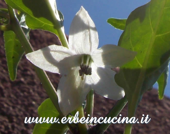 Fiore di peperoncino Cayenne Yellow / Cayenne Yellow chili flower