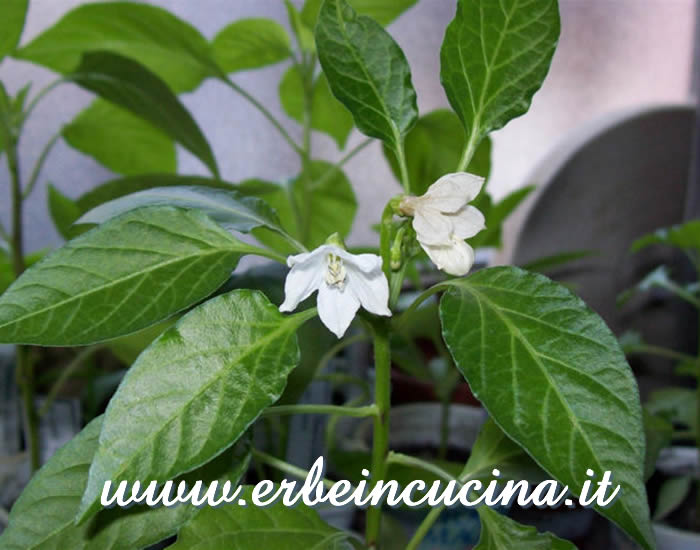 Peperoncino Cedrino fiorito / Cedrino chili flowers