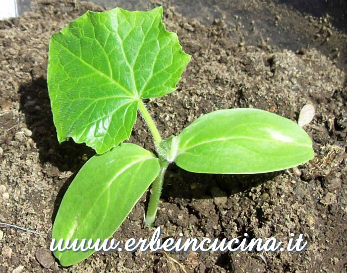 Giovane pianta di cetriolino / Gherkin young plant