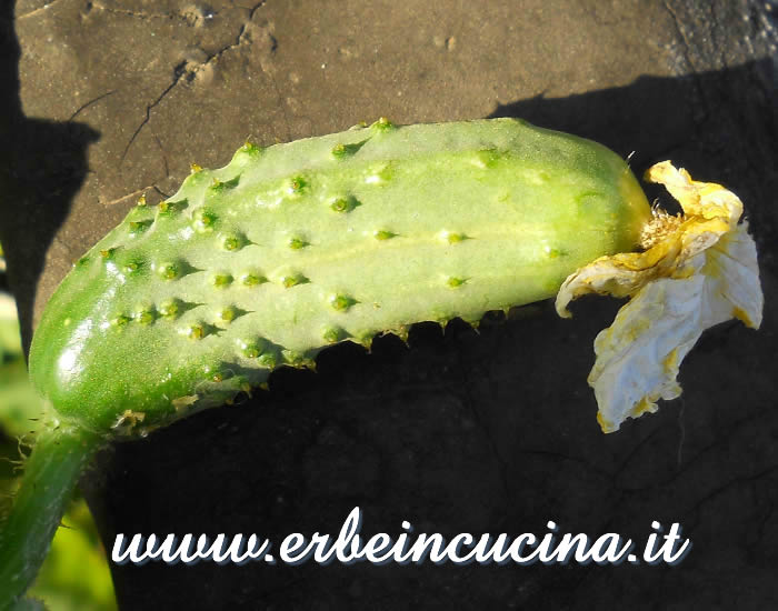 Cetriolino pronto da raccogliere / Gherkin ready to be harvested