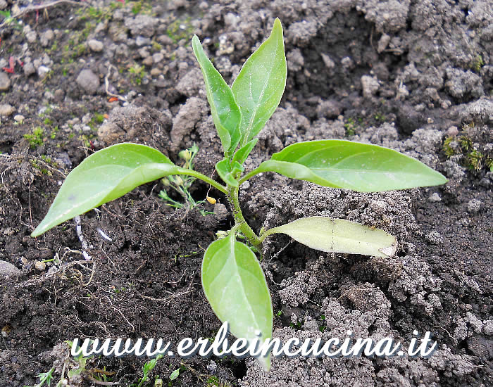 Giovane pianta di peperoncino Chi Chien / Chi Chien chili pepper, young plant