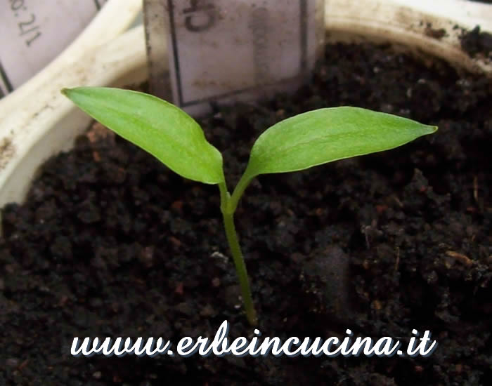 Peperoncino Chilhuacle Rojo appena nato / Newborn Chilhuacle Rojo chili pepper plant