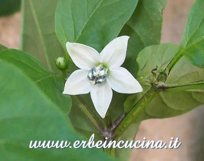 Fiore di peperoncino Chintexle / Chintexle chili pepper flower