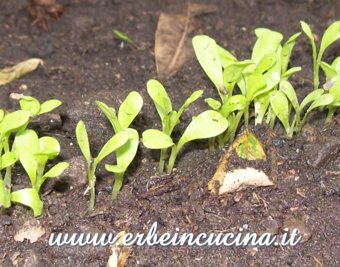 Cicoria Zuccherina di Trieste, appena nata / Newborn Chicory Plants