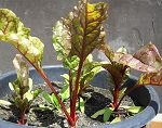 Coste Rabarbaro (Rhubarb)