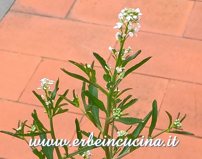Fiore di crescione persiano / Persian cress flower