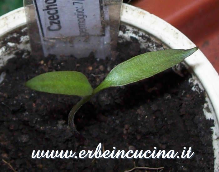 Peperoncino Czechoslovakian Black appena nato / Newborn Czechoslovakian Black chili plant