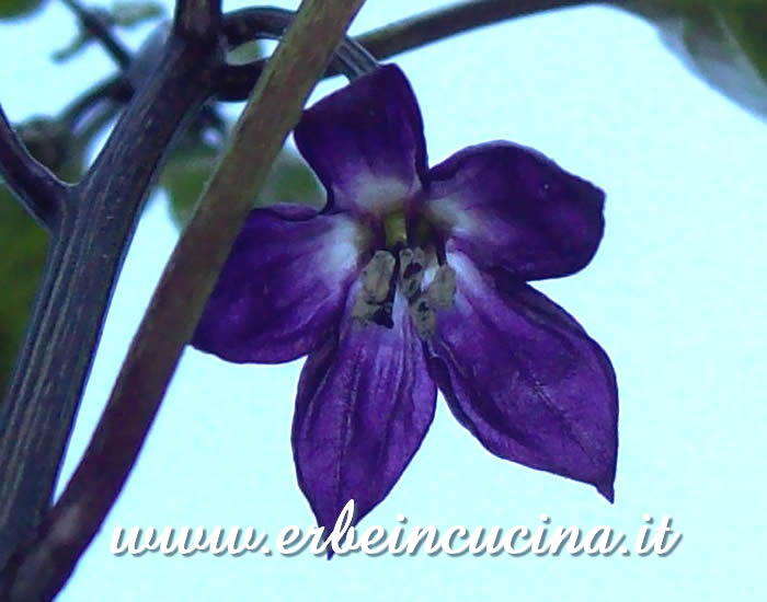 Fiore di peperoncino Czechoslovakian Black  / Czechoslovakian Black chili flower