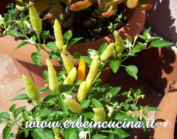 Peperoncini Explosive Ember Yellow / Explosive Ember Yellow chili pepper pods