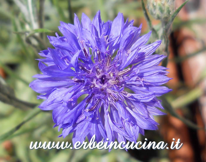 Fiore di fiordaliso / Cornflower flower