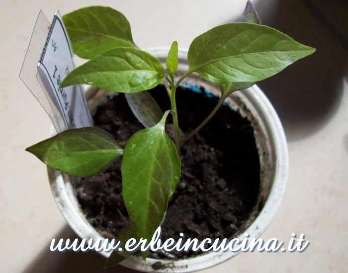 Giovane pianta di peperoncino Fluorescent Purple / Fluorescent Purple chili pepper young plant