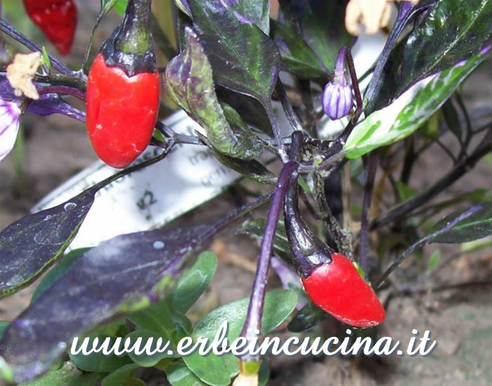 Peperoncini Fluorescent Purple maturi / Ripe Fluorescent Purple chili pepper pods