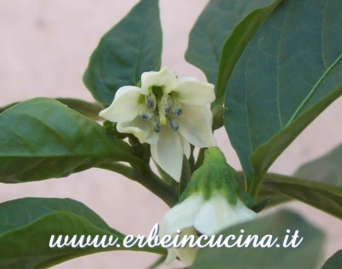 Fiore di peperoncino Guajillo / Guajillo chili flower