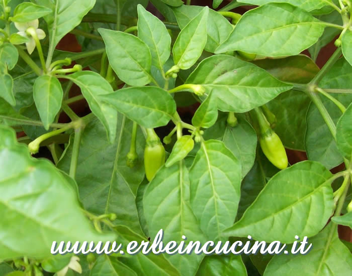 Peperoncini Habanero White non ancora maturi / Unripe Habanero White chili pepper pods