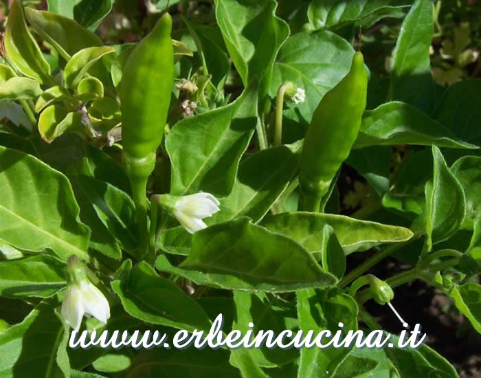 Peperoncini Hot Lemon non ancora maturi / Unripe Hot Lemon chili pepper pods