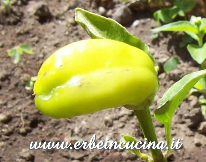 Peperoncino Hungarian Yellow Wax non ancora maturo / Unripe Hungarian Yellow Wax chili pepper pod