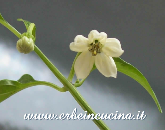 Fiore e bocciolo / Flower and bud