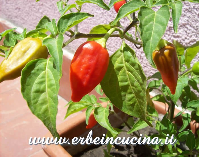 Peperoncino Inca Red Drop maturo / Ripe Inca Red Drop chili pepper pod