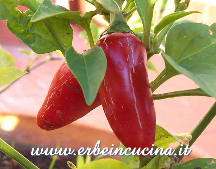 Peperoncini Jalapeno maturi / Ripe Jalapeno chili pepper pods