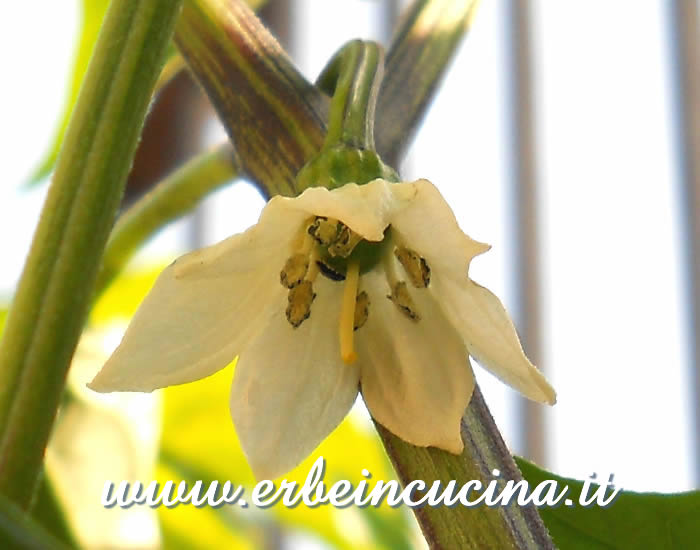 Fiore di peperoncino Jalapenona / Jalapenona Chili Pepper Flower