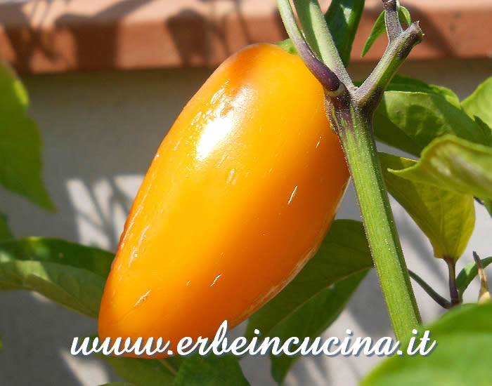 Peperoncino Jalapenona maturo / Ripe Jalapenona chili pod