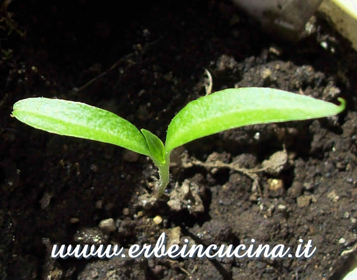 Peperoncino Jalapeno Purple, prima foglia vera / Jalapeno Purple Chili Pepper, first true leaf