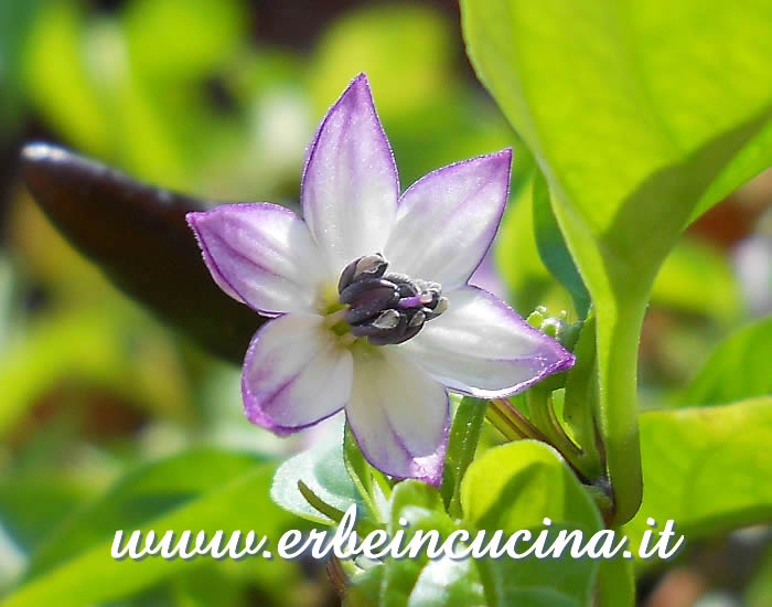 Fiore di Peperoncino Jalapeno Purple / Jalapeno Purple Chili Flower