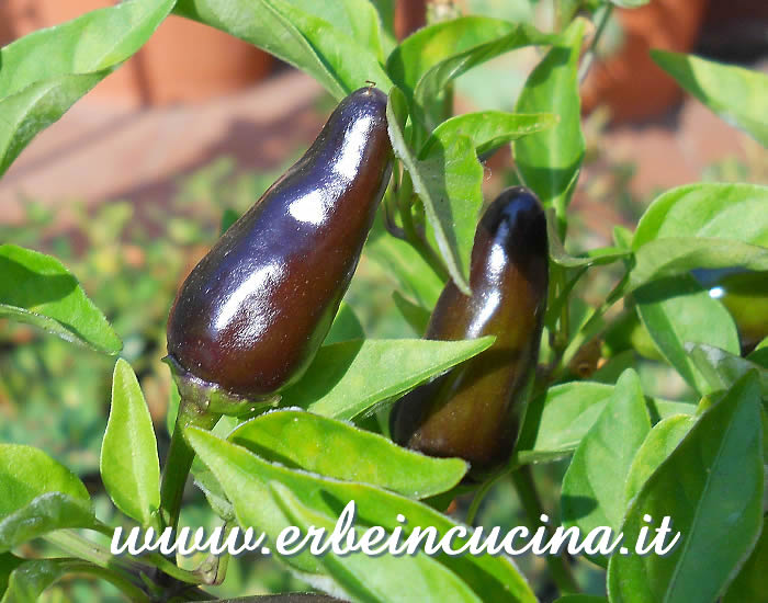 Peperoncini Jalapeno Purple non ancora maturi / Unripe Jalapeno Purple chili pods