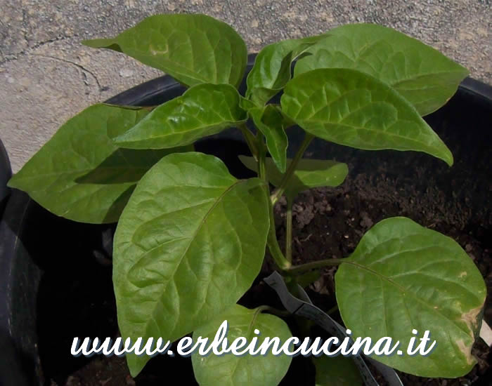 Giovane pianta di peperoncino Jamy / Jamy Pepper, young plant