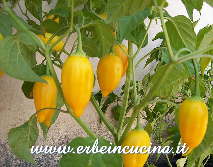 Peperoncini Jamy maturi / Ripe Jamy chili pepper pods