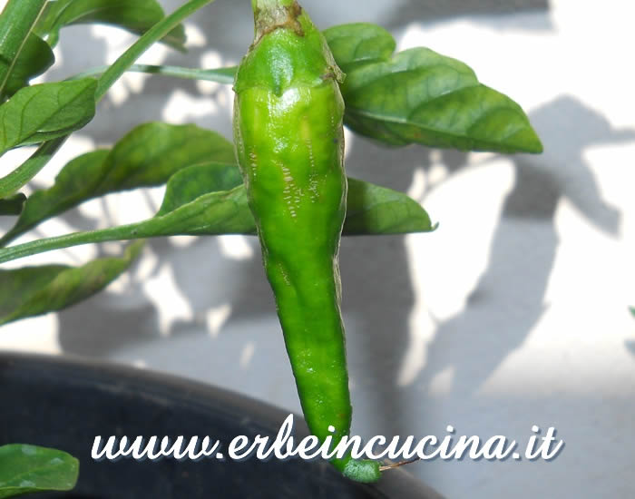 Peperoncino Jimmy Nardello non ancora maturo / Unripe Jimmy Nardello chili pod