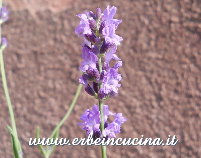 Fiore di lavanda inglese / English lavender flower